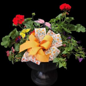 Dragon Wing Begonia black urn planter for Mother's Day delivery in Coon Rapids Iowa