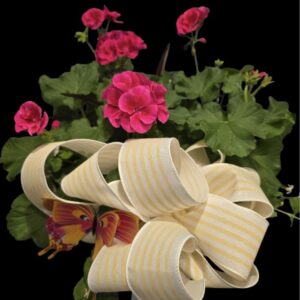 Pink geranium medium outdoor patio planter for Mothers Day delivery in Boone Iowa