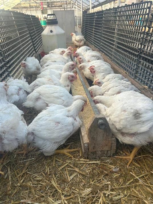 buy-farm-raised-chicken-jefferson-ia-2