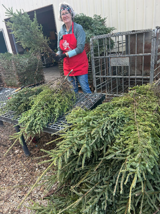 christmas-trees-for-sale-2