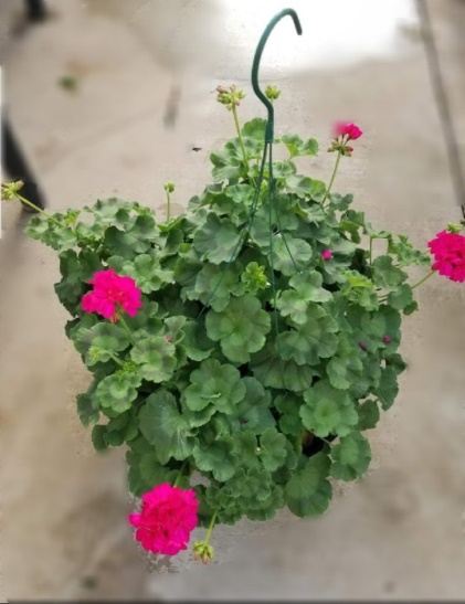 16in Hanging Basket