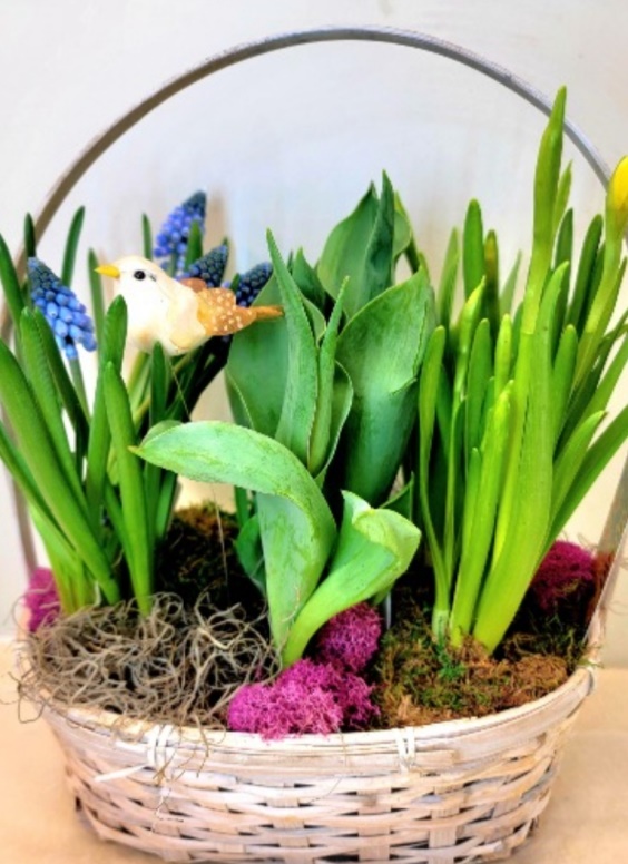 Medium Spring Bulb Basket