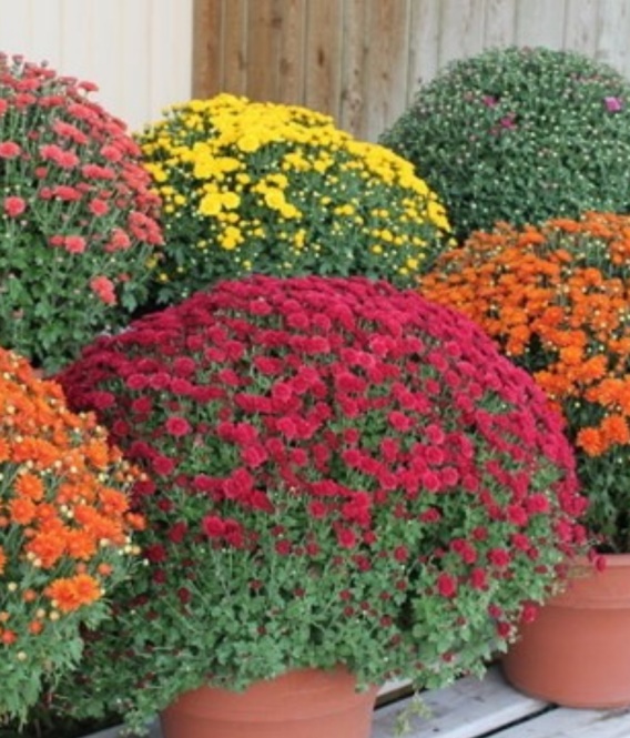 Chrysanthemums - Jumbo Fall Patio Mum