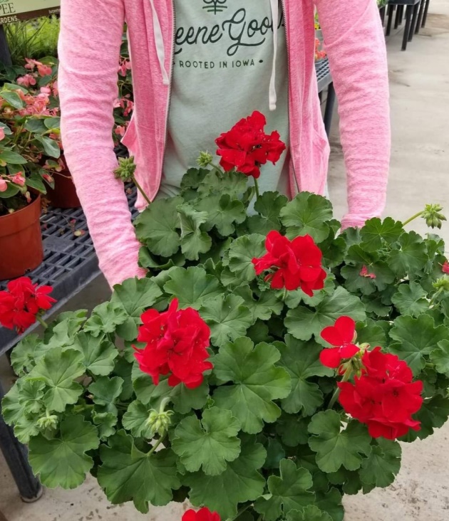 Jumbo Patio Geranium