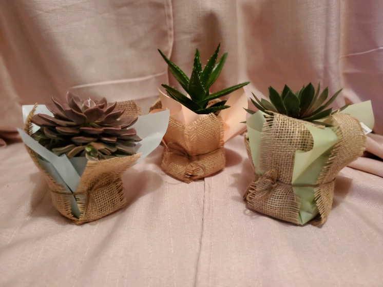 3 Pack Variety Succulent