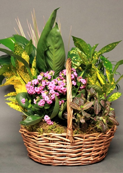 House Plant Basket