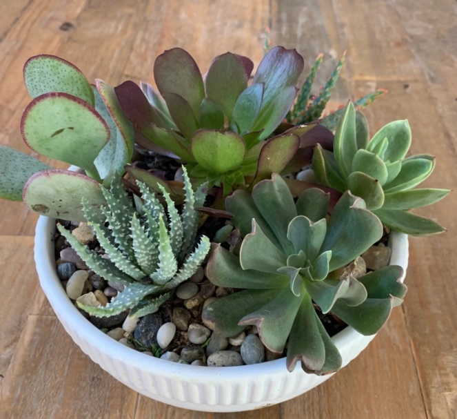 Large Succulent Bowl