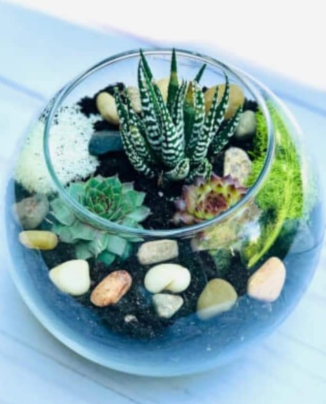 Succulent Planter Bowl