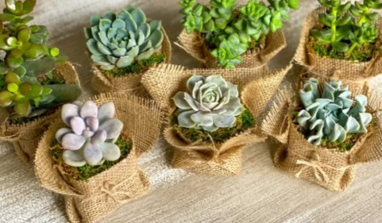 Mini Succulent Starter Bundle